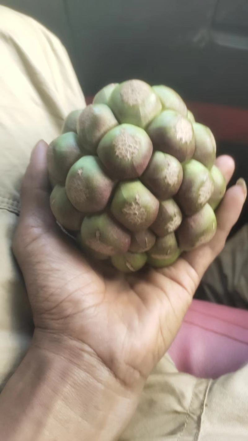 黑老虎