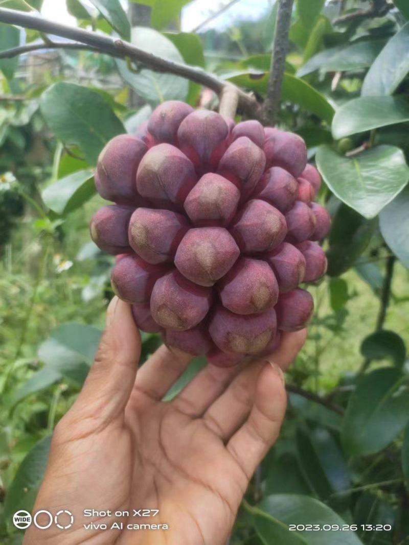 黑老虎