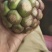 黑老虎