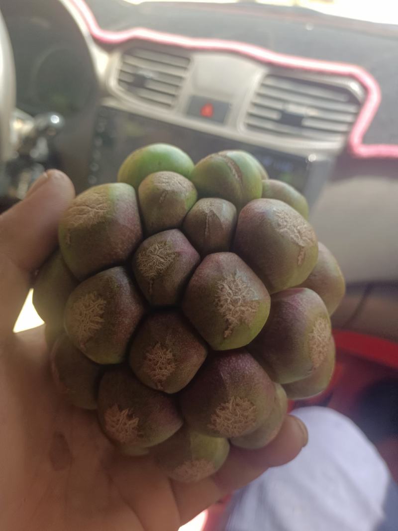 黑老虎
