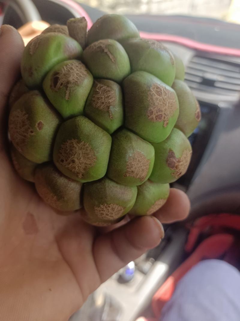 黑老虎