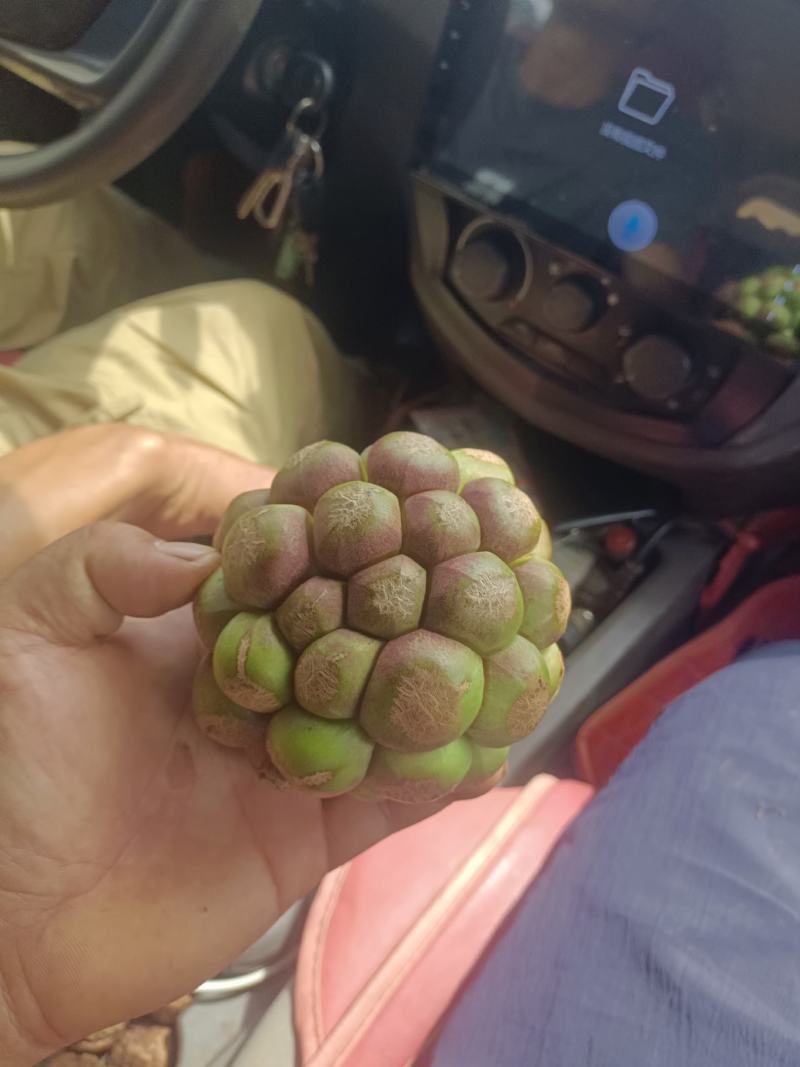 黑老虎