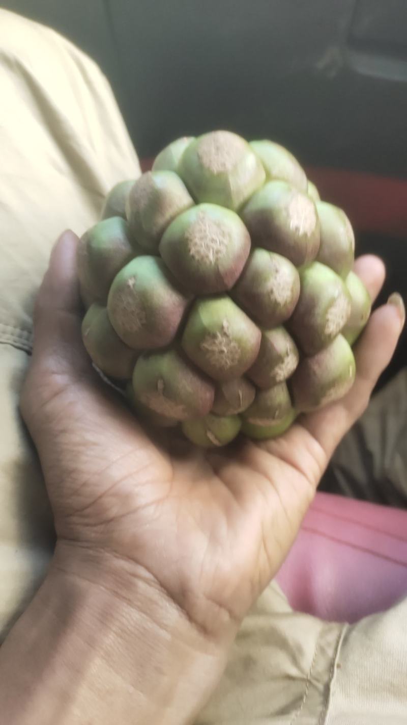 黑老虎成熟有需要的老板可以下单啦
