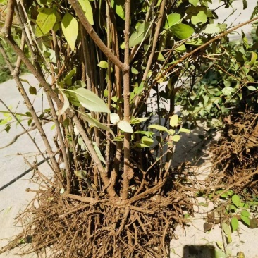 4年至多年连翘苗药用的1公分至2公分的当年结果的