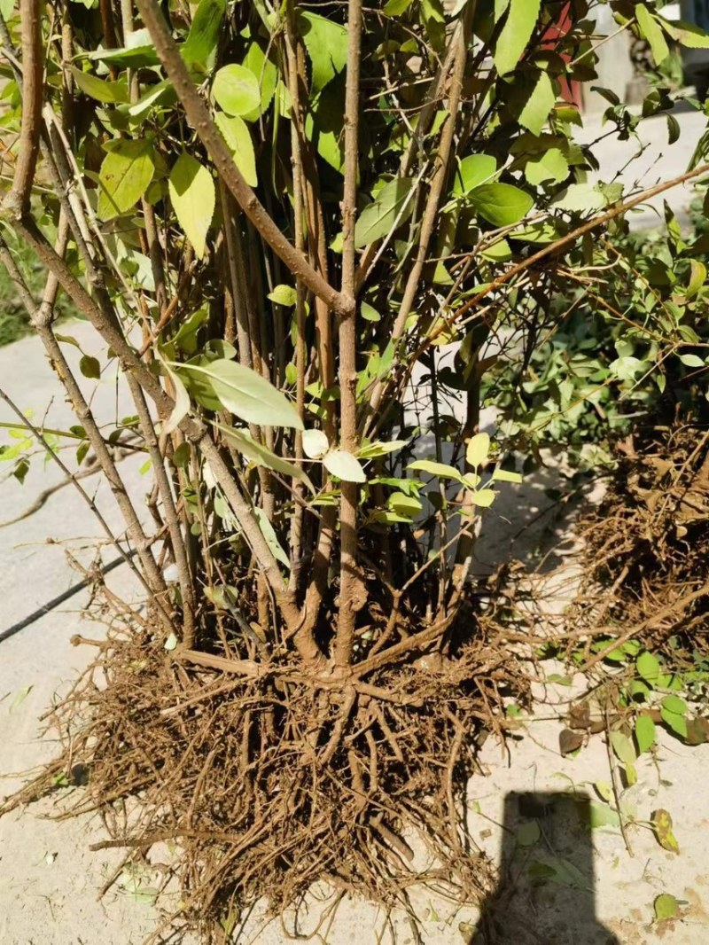 4年至多年连翘苗药用的1公分至2公分的当年结果的