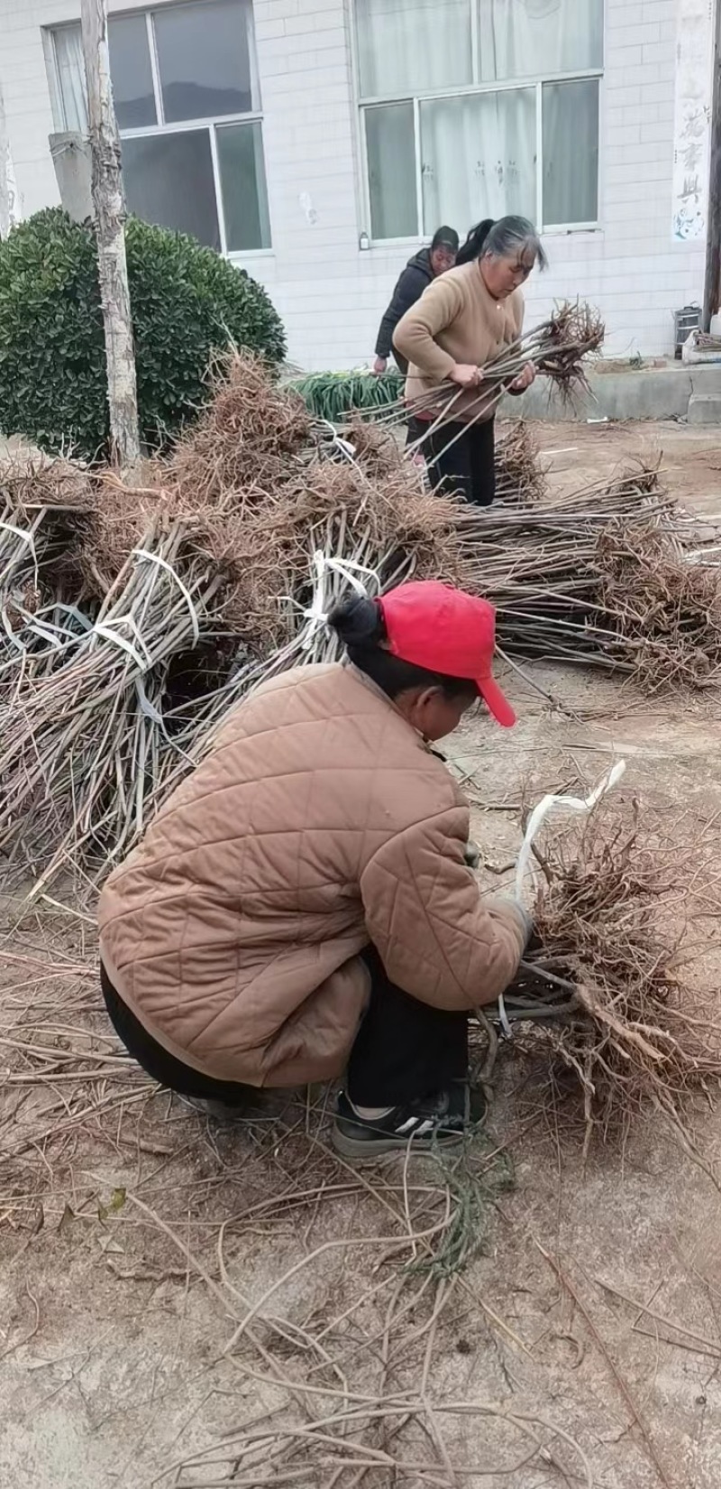 4年至多年连翘苗药用的1公分至2公分的当年结果的