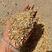 优质碎玉米(大颗粒)无土，无沙，无霉保质保量