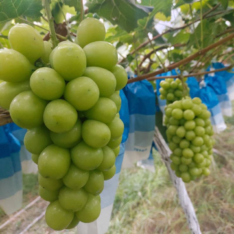 【推荐】陕西渭南大荔县阳光玫瑰葡萄大量上市新鲜采摘对接全