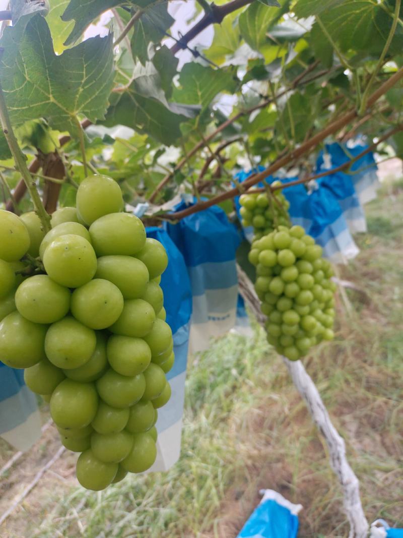 【推荐】陕西渭南大荔县阳光玫瑰葡萄大量上市新鲜采摘对接全