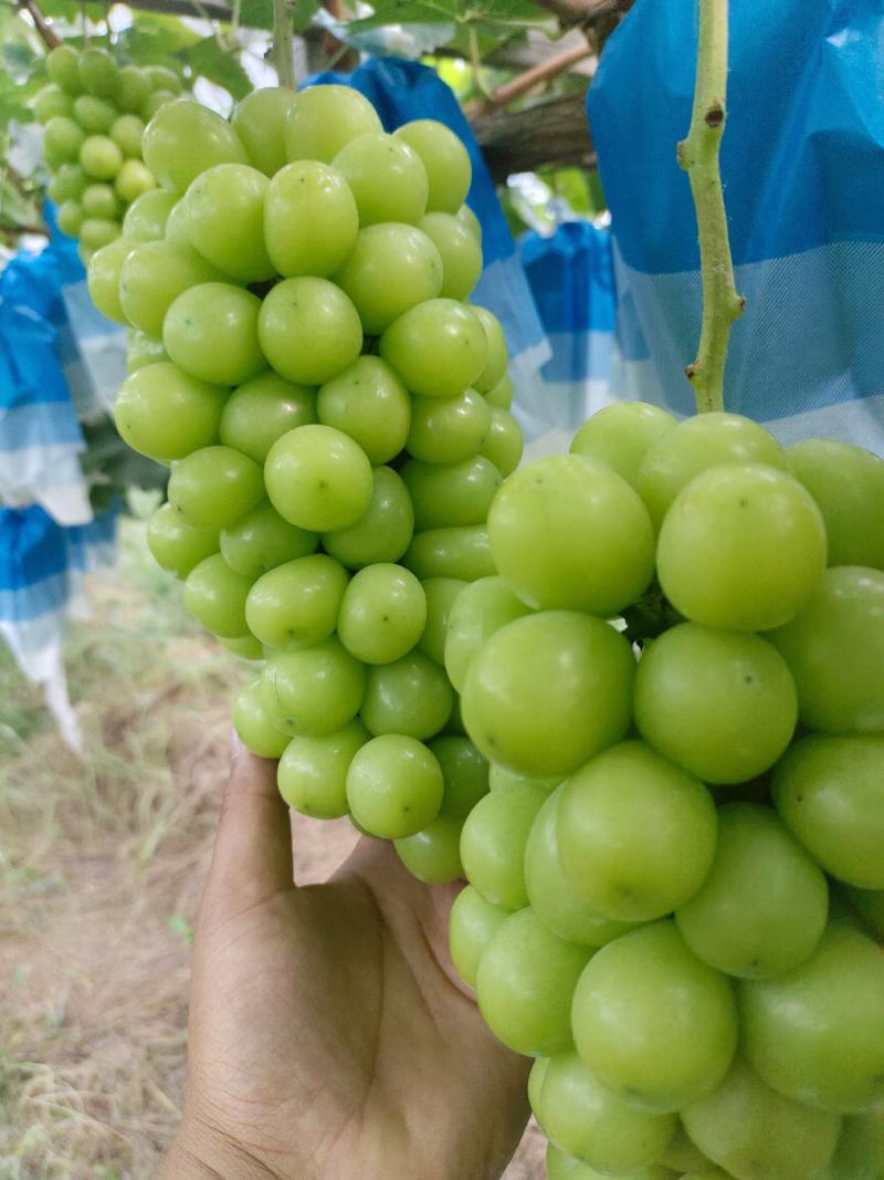 【推荐】陕西渭南大荔县阳光玫瑰葡萄大量上市新鲜采摘对接全