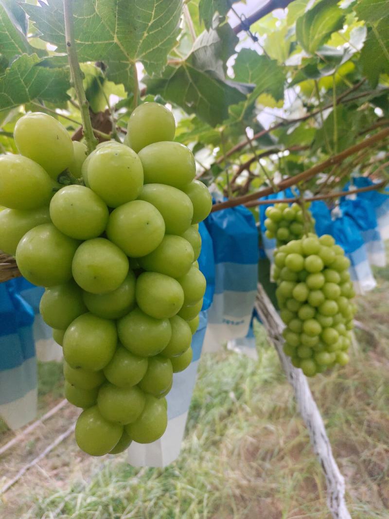 【推荐】陕西渭南大荔县阳光玫瑰葡萄大量上市新鲜采摘对接全