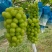 【推荐】陕西渭南大荔县阳光玫瑰葡萄大量上市新鲜采摘对接全