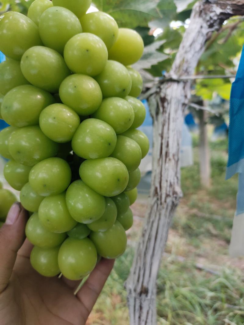 【推荐】陕西渭南大荔县阳光玫瑰葡萄大量上市新鲜采摘对接全