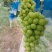 【推荐】陕西渭南大荔县阳光玫瑰葡萄大量上市新鲜采摘对接全