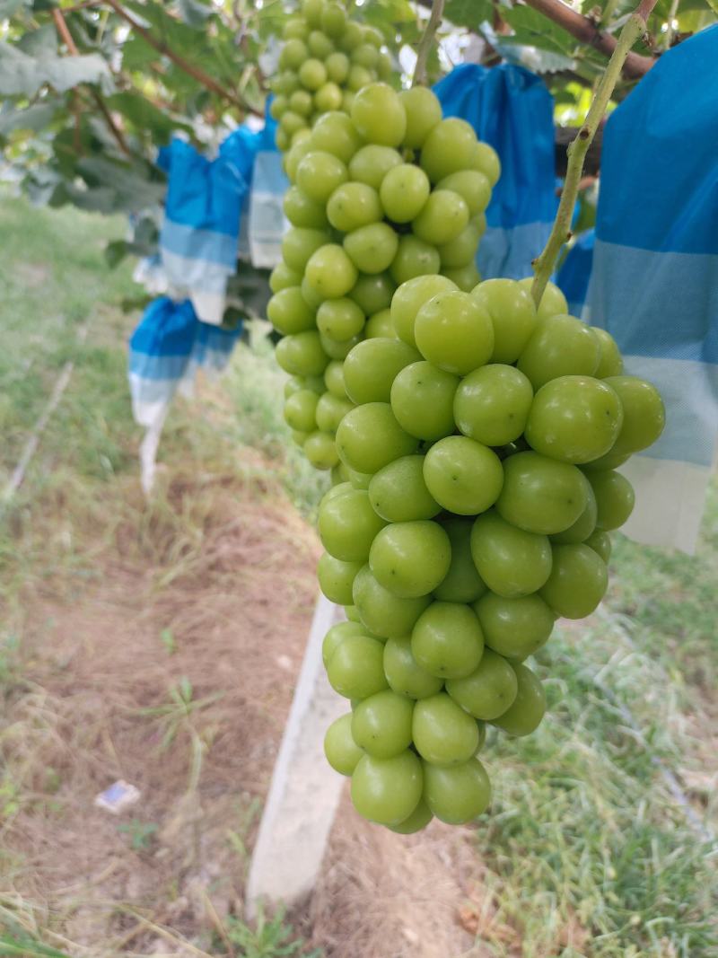 【推荐】陕西渭南大荔县阳光玫瑰葡萄大量上市新鲜采摘对接全