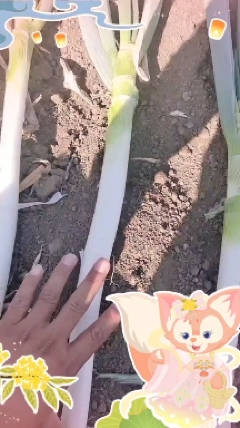 精品大葱铁杆大葱一手货源产地直发货源充足欢迎致电