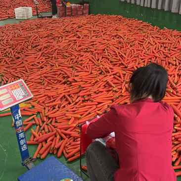 泥萝卜，水洗红萝卜大量供应，产地直发一手货源支持视频