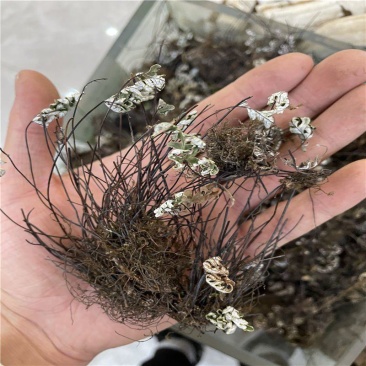 通经草,分经草,通筋草,铜丝草,产地直发全国发货实拍现货