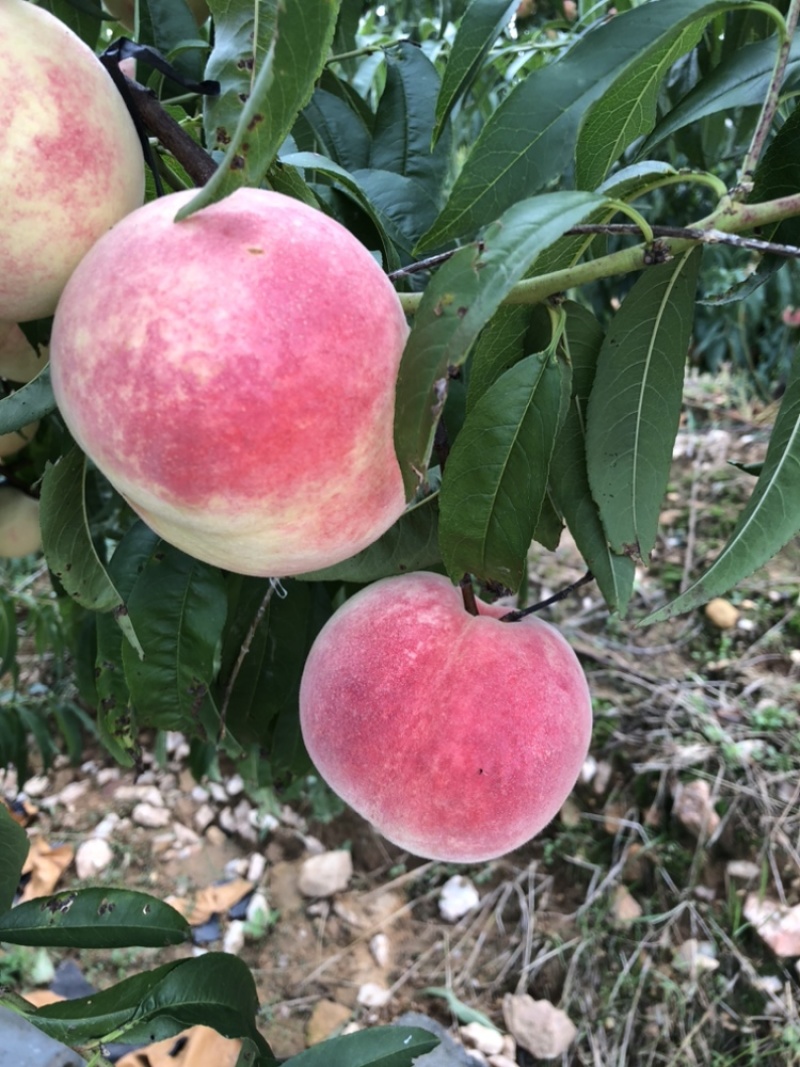 金秋红蜜