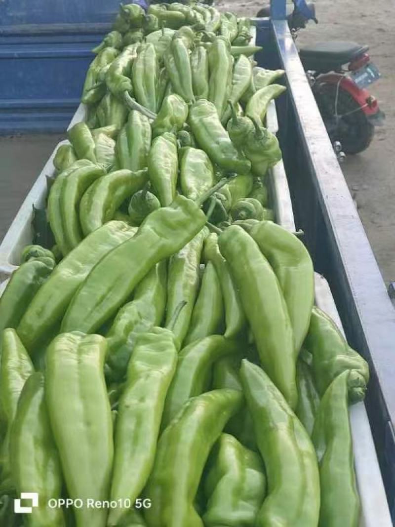 河北青椒现已大量上市，有需要青椒的客户可以通过平台与我联