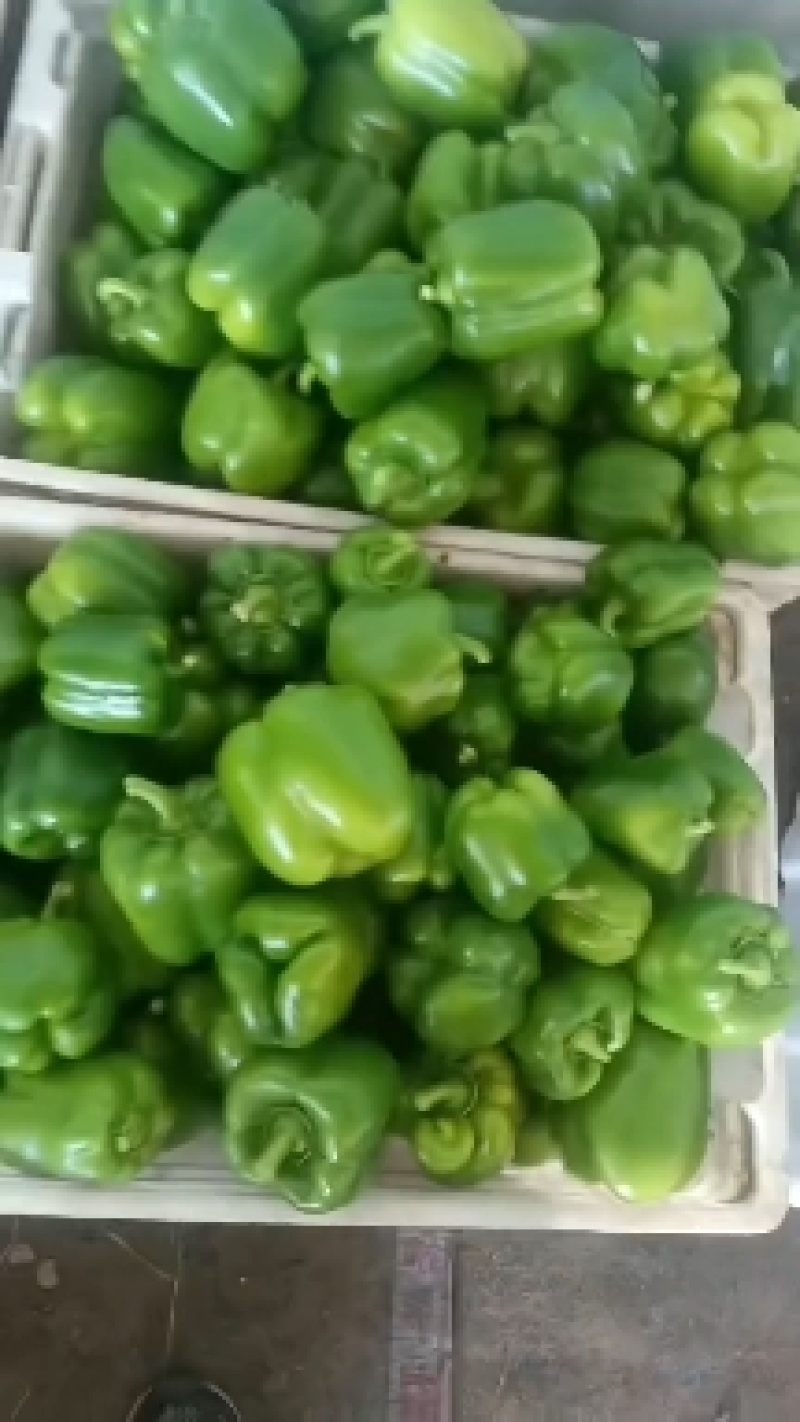 河北青椒现已大量上市，有需要青椒的客户可以通过平台与我联