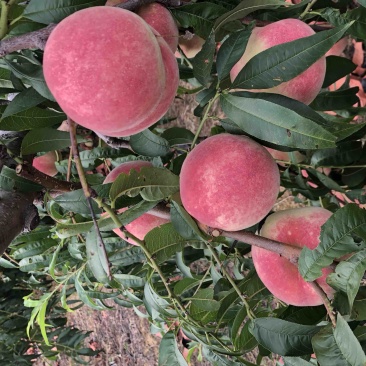 金秋红蜜