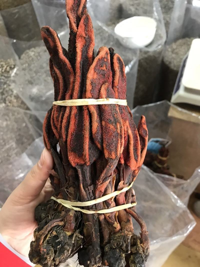 通经草，分经草，通筋草，铜丝草，产地直发全国发货实拍现货