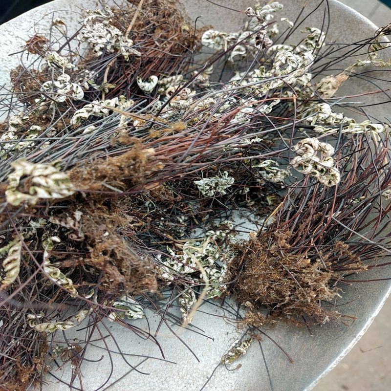 通经草，分经草，通筋草，铜丝草，产地直发全国发货实拍现货