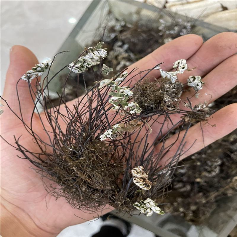 通经草，分经草，通筋草，铜丝草，产地直发全国发货实拍现货