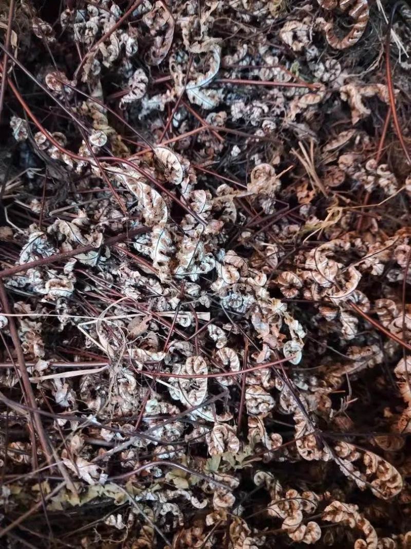 通经草，分经草，通筋草，铜丝草，产地直发全国发货实拍现货