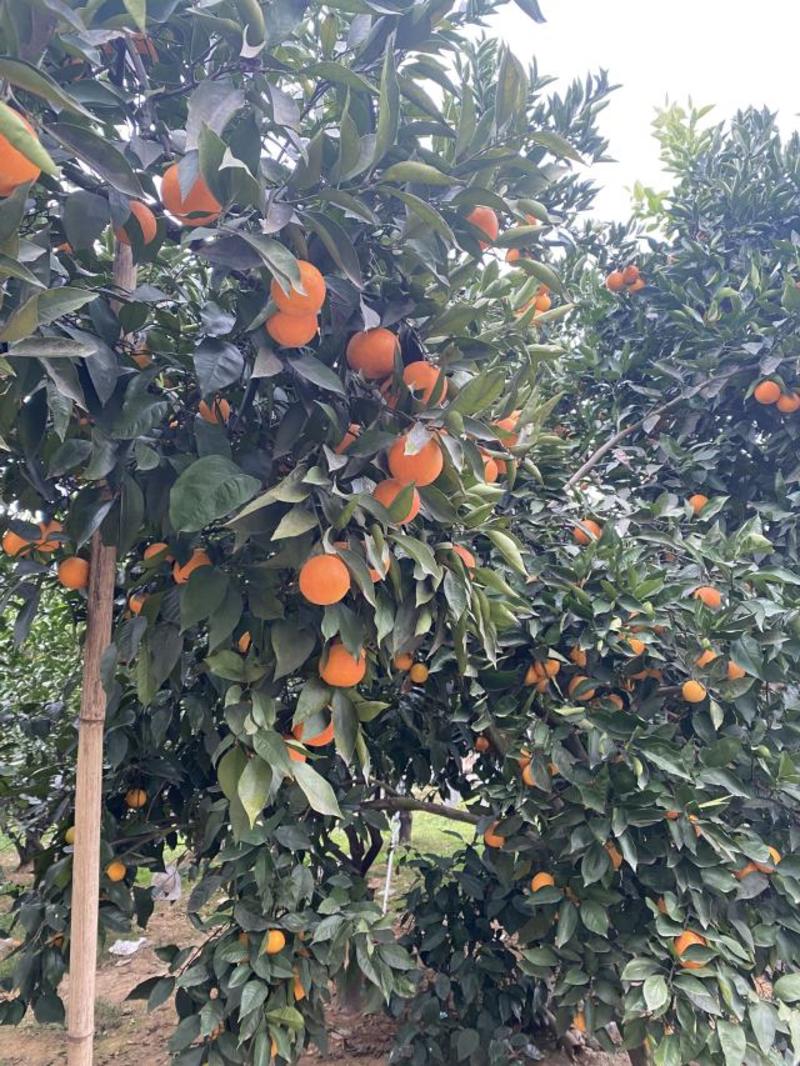 资中县脐橙塔罗科血橙产地直发货源充足欢迎订购