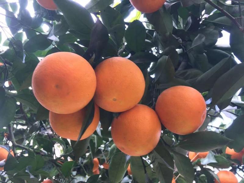 资中县脐橙塔罗科血橙产地直发货源充足欢迎订购