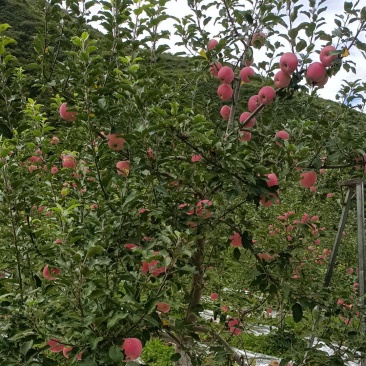 高山红富士