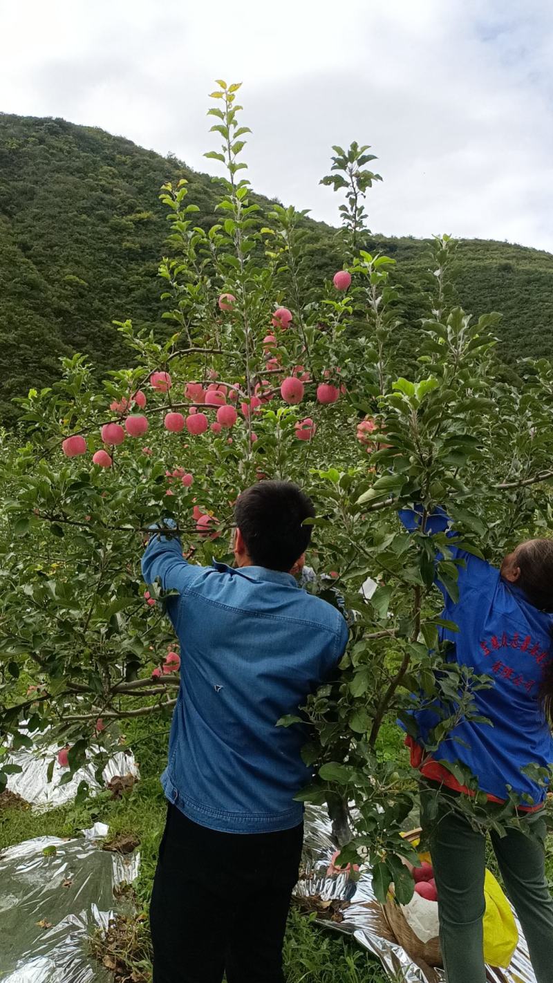 高山红富士