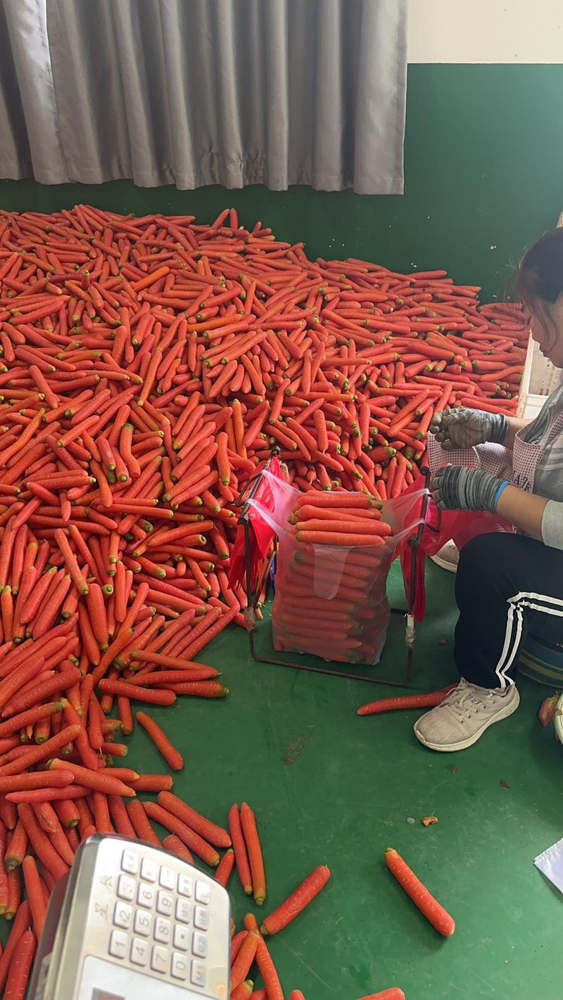 泥萝卜，水洗红萝卜大量供应，产地直发一手货源支持视频