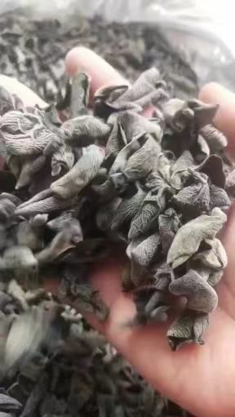 黑木耳一件代发河南秋木耳干货以质论价全国发货欢迎电联