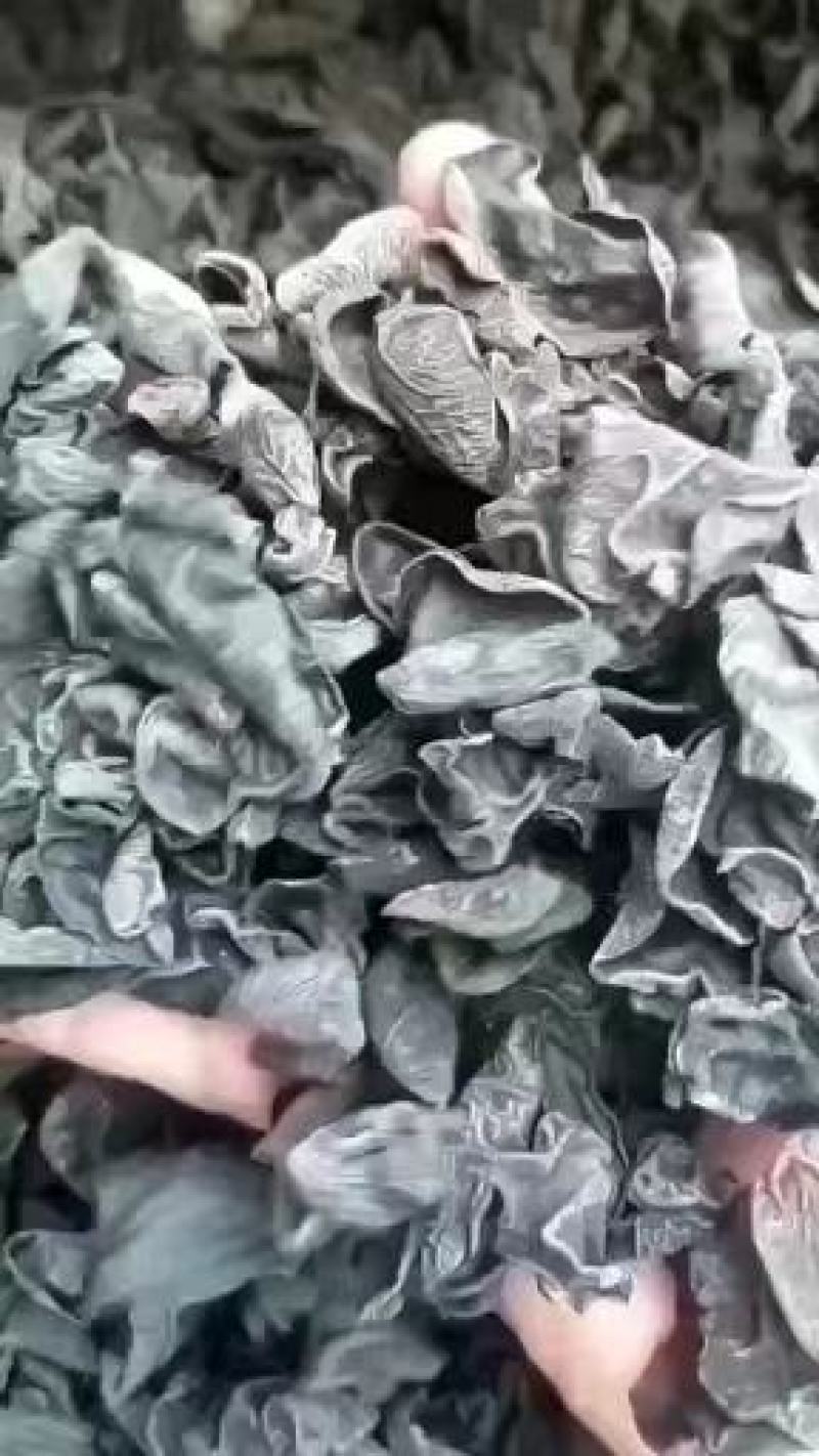 黑木耳一件代发河南秋木耳干货以质论价全国发货欢迎电联
