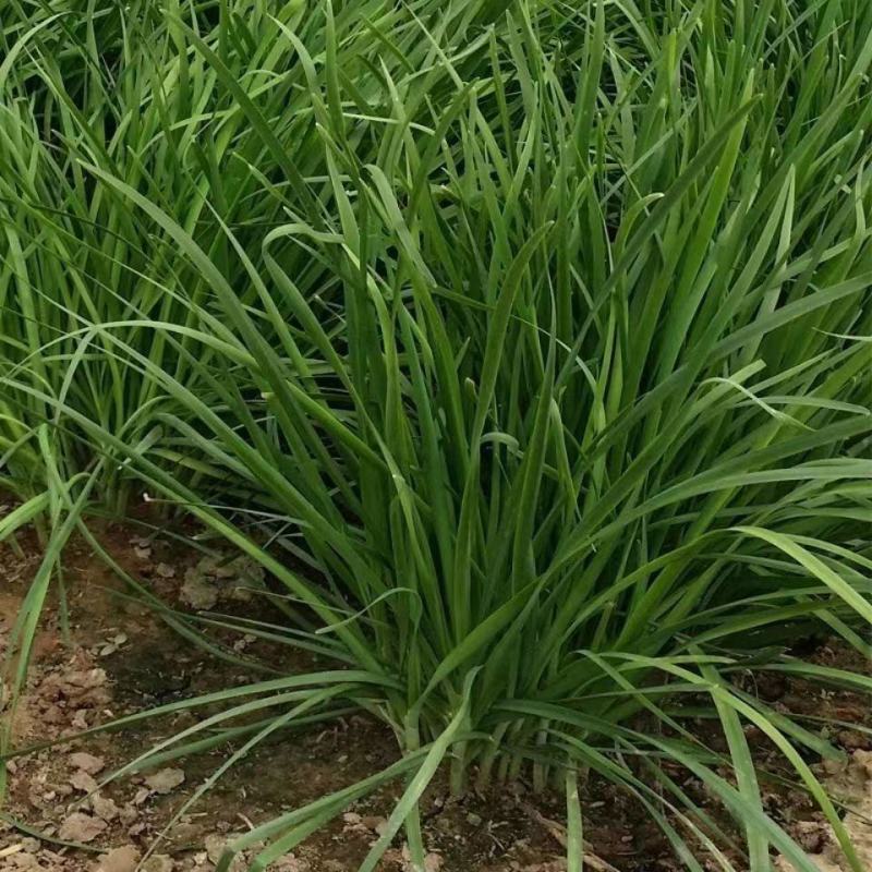 香韭菜种籽小细叶老品种香味浓郁生长春秋播耐寒细叶香韭蔬菜