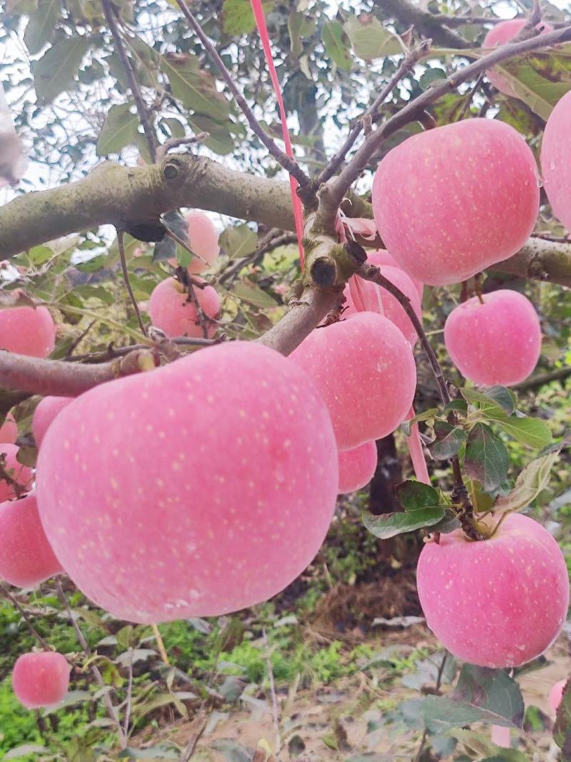 凤翔苹果香漂九州