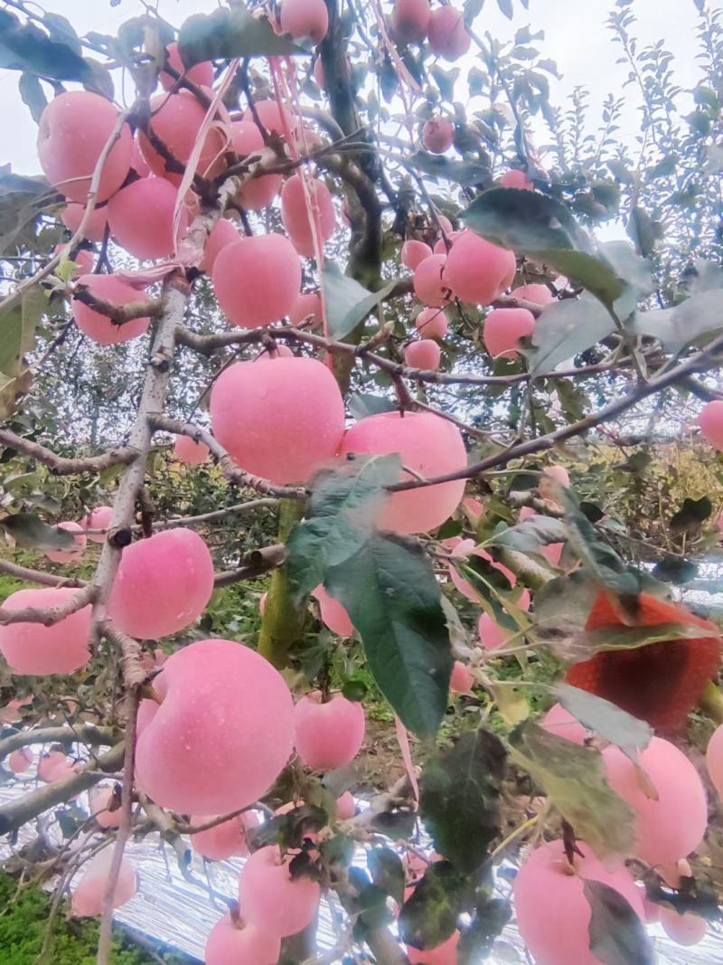 凤翔苹果香漂九州