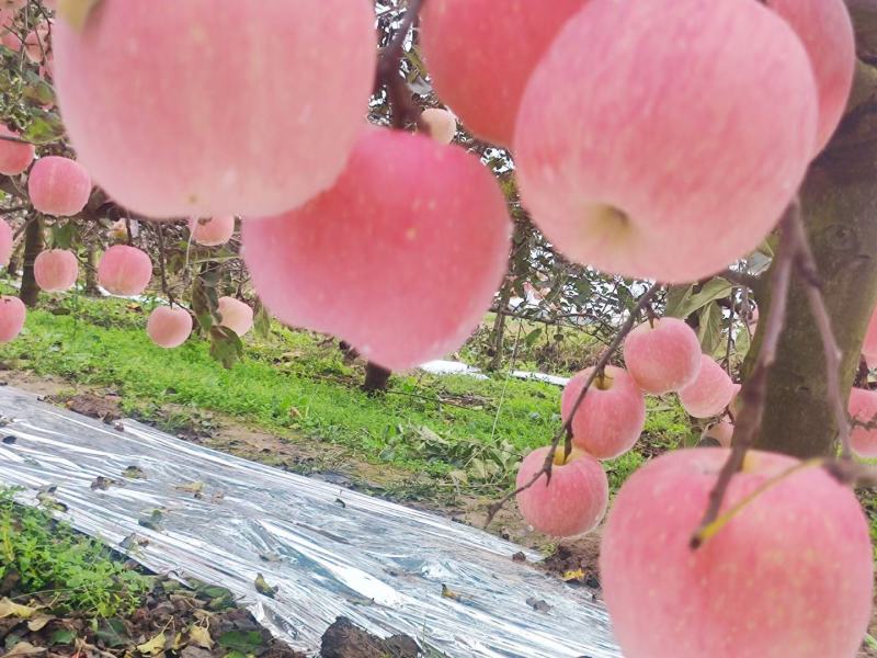 凤翔苹果香漂九州