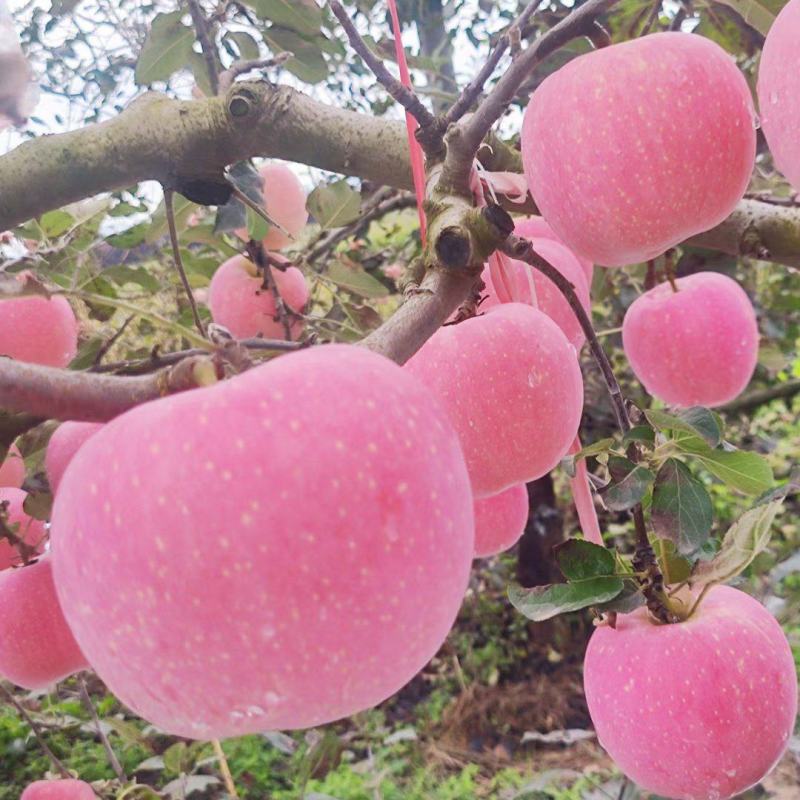 凤翔苹果香飘九洲