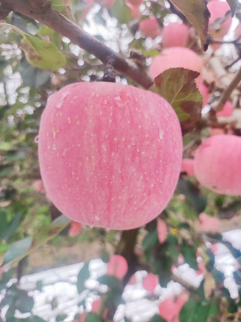 凤翔苹果香飘九洲