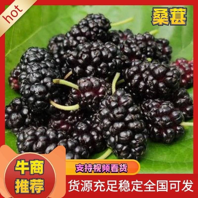 【精】河北黑珍珠鲜桑葚产量达上万吨欢迎酒厂汁厂