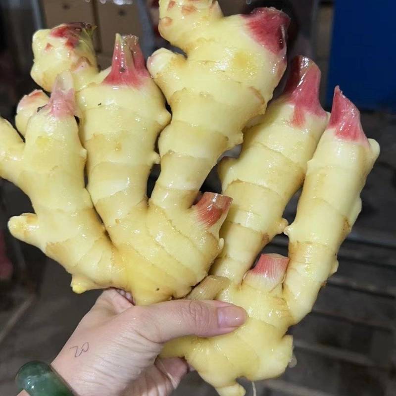 山东红芽鲜姜大量上市，大小黄姜货源充足，全国物流发货