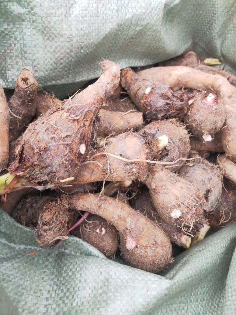 芋头，香芋，产地直发，大量供应，欢迎采购