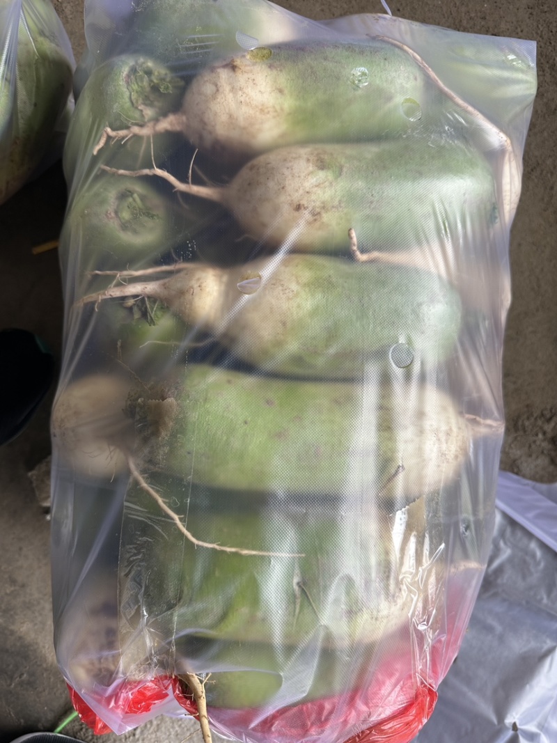 青萝卜白萝卜红萝卜个头均匀质量好价格实惠欢迎大量批发