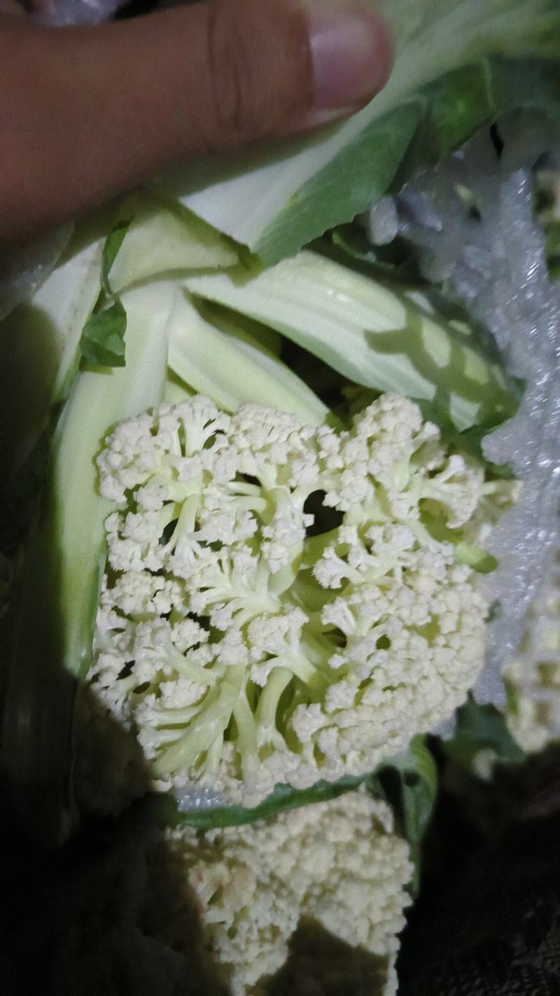 精品西兰花，现砍现发，色度好，商超品质，新鲜现货欢迎咨询