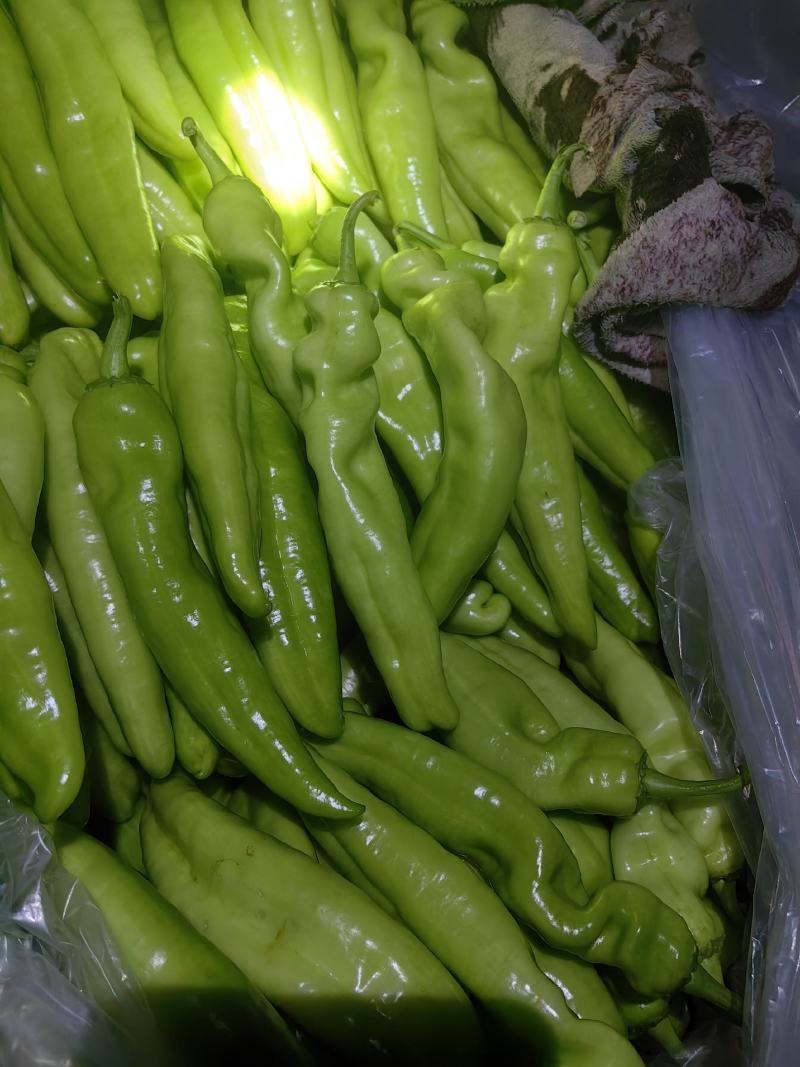 聊城市尖椒大量上市，质量好价格便宜