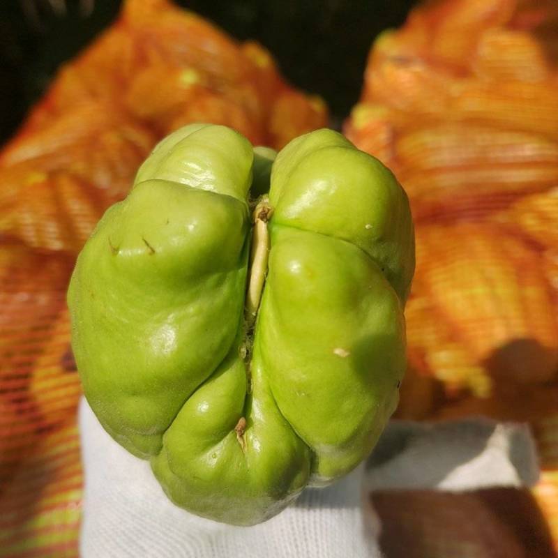 佛手瓜龙须菜！！！种，价格实惠，品质好，量大。欢迎来电。
